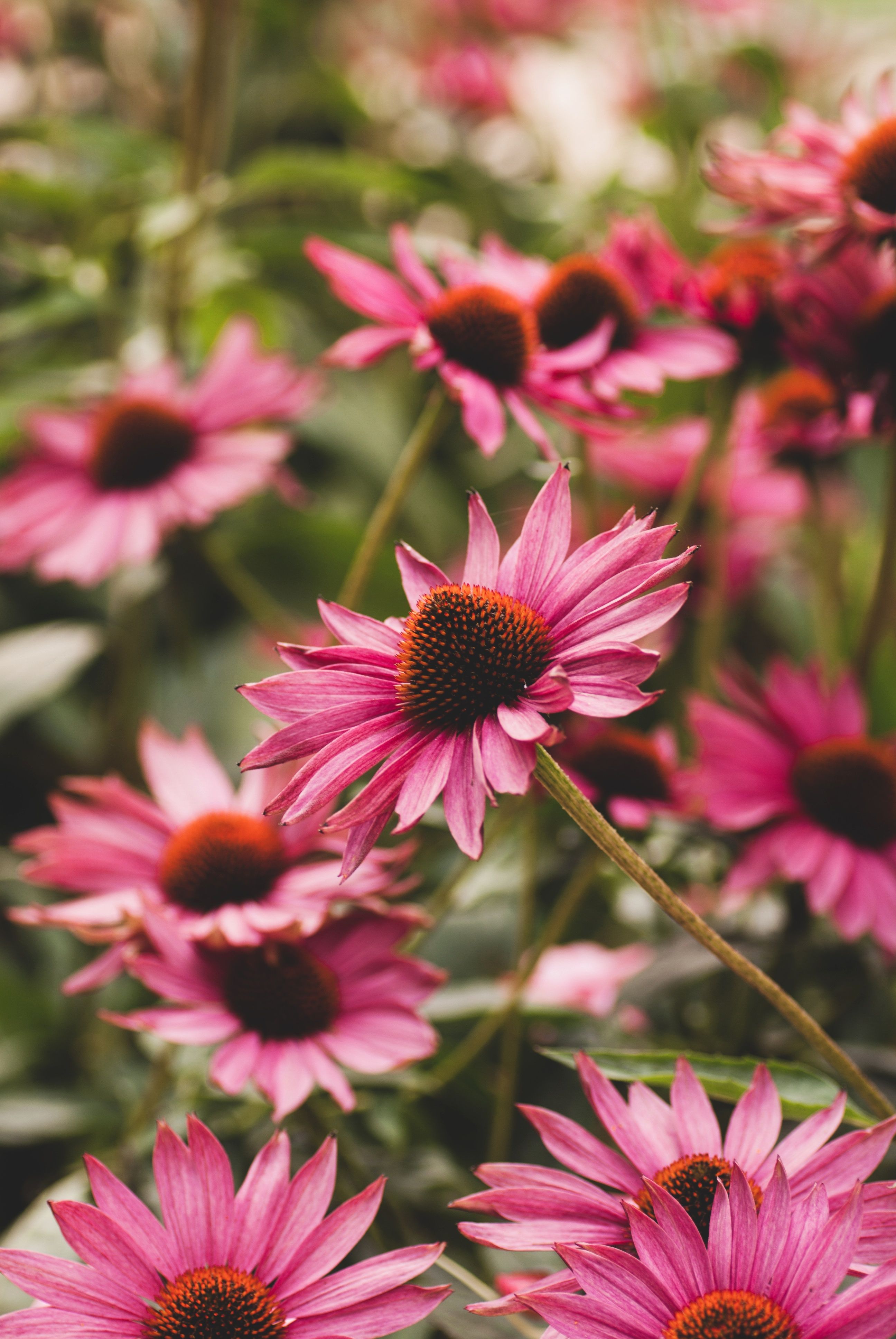 Close-up of vibrant pink echinacea purpurea flowers blooming in a garden.