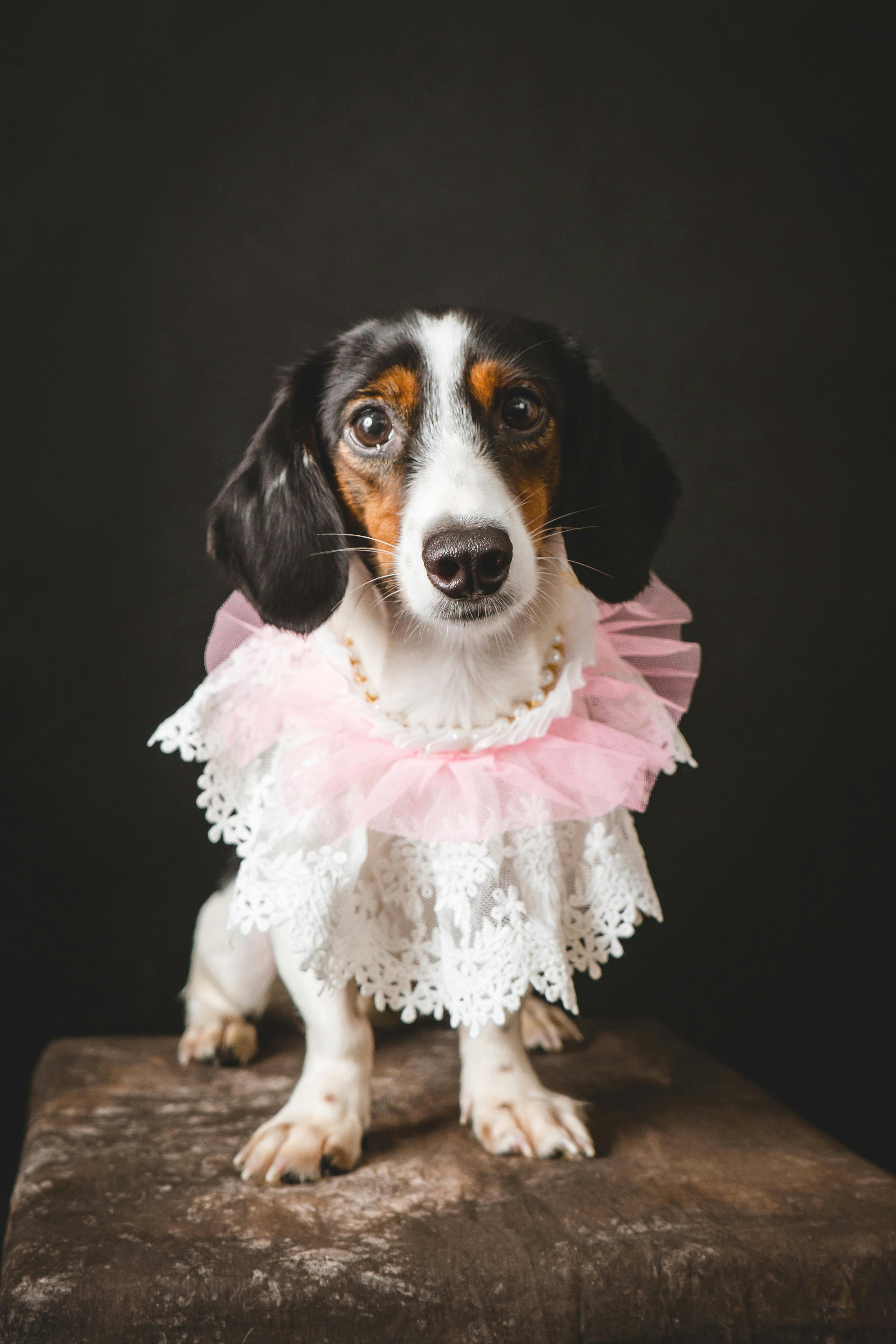 免费 不戴领子, 伴侣动物, 動物攝影 的 免费素材图片 素材图片