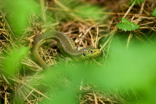 Green Lizard on Grass