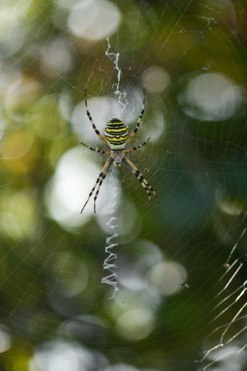 Free Detailed macro shot of a spider on its intricate web against a blurred natural background. Stock Photo