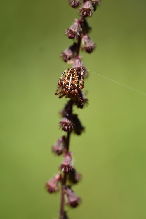 Free Macro shot of a spider resting on a flowering branch with soft green background. Stock Photo