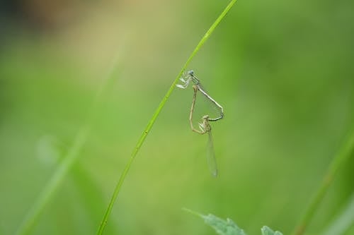 Close-up of a Damselfly on a Blade of Grass