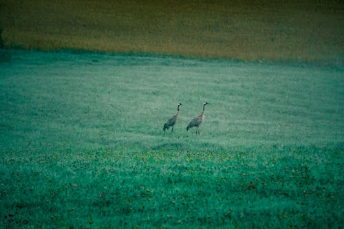 Two birds walking in a field with green grass