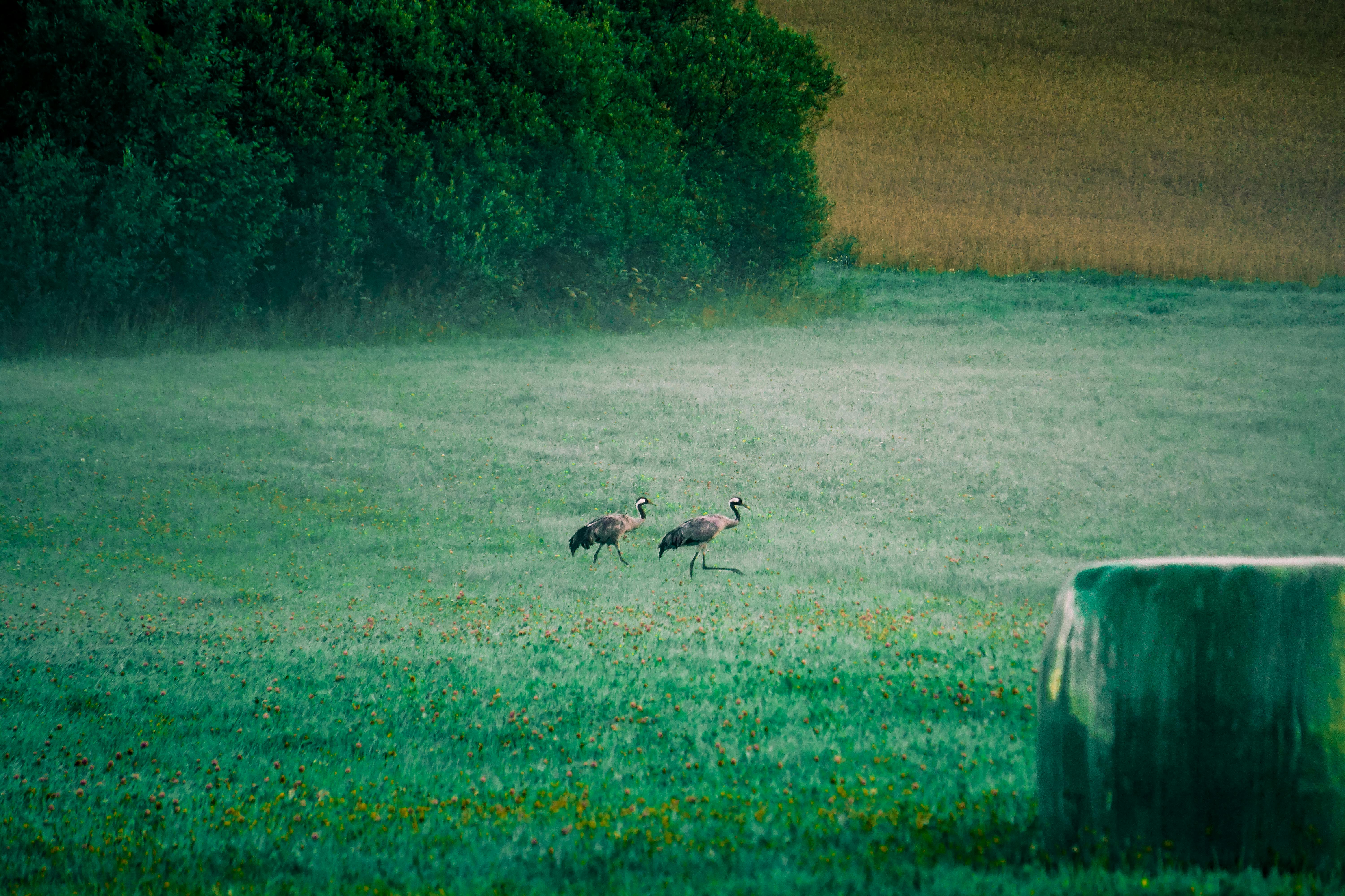 two birds walking through a field with a hay bale