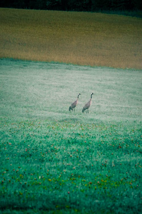 Two birds walking in a field