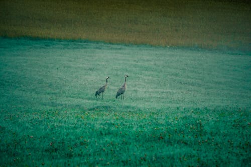 Two birds walking in a field