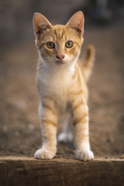 Free Charming ginger kitten with big eyes curiously staring outdoors. Perfect for cat lovers. Stock Photo