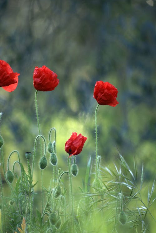 Close-up of Wild Poppy Flowers 