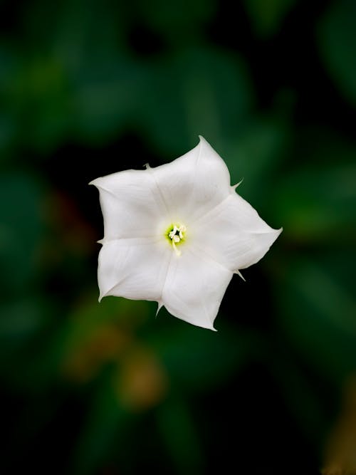 Darmowe zdjęcie z galerii z jimsonweed, kwiat, natura