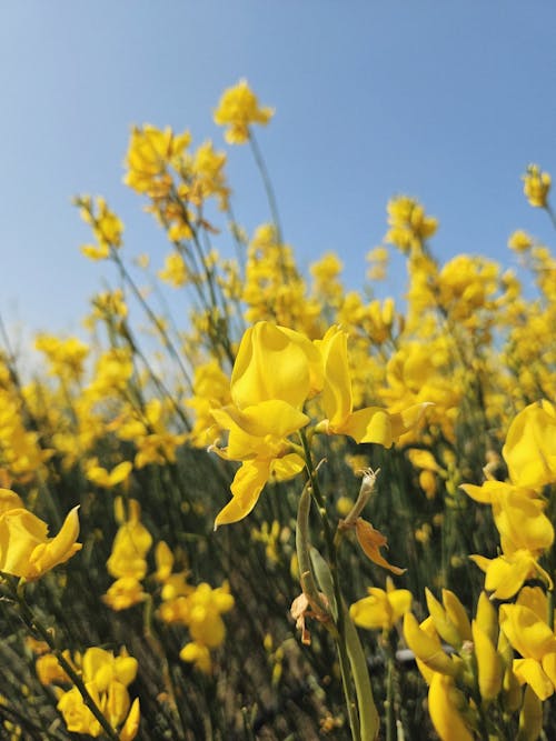 Fotos de stock gratuitas de amarillo, belleza, brillante