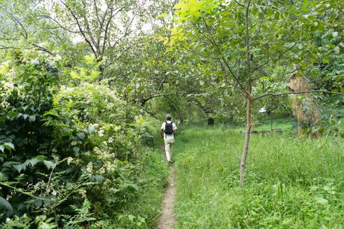 Free A man hiking through a lush, green park trail in Srinagar, surrounded by tall trees and dense vegetation. Stock Photo
