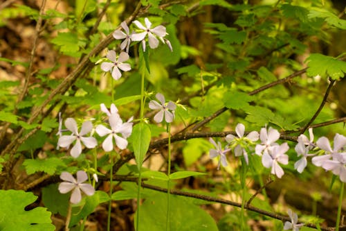 Close-up of Blooming Wildflowers in Forest