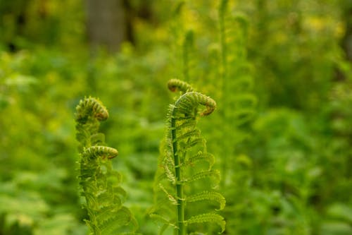 Green Young Fern Branches