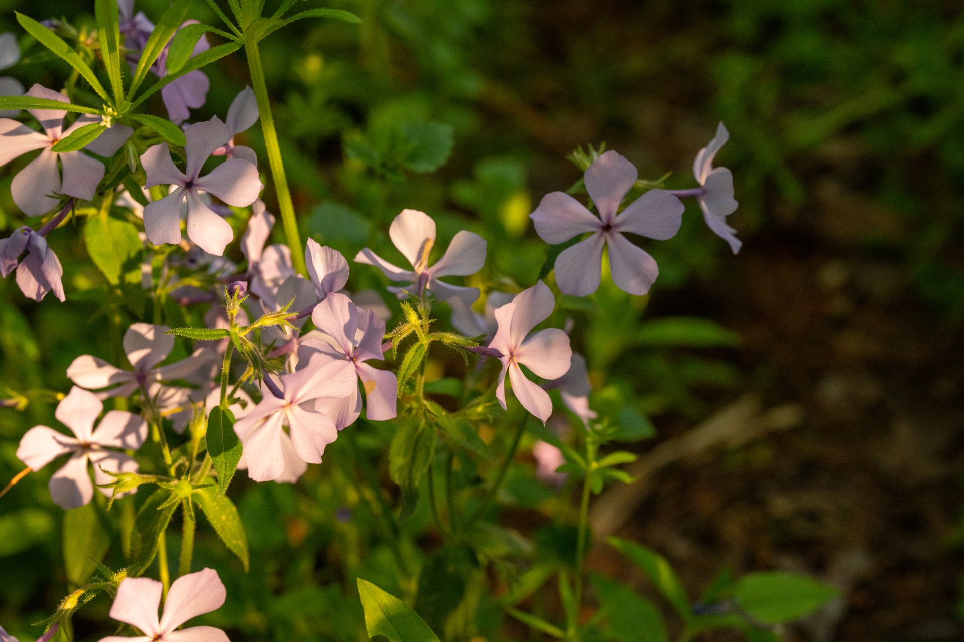 Close-up of purple woodland phlox flowers blooming in a sunlit garden setting.