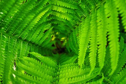 Dense green fern fronds — photo by Tom Fisk on Pexels