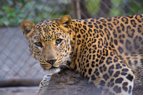 Brown and Black Leopard Print Textile