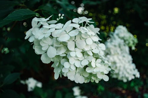 Základová fotografie zdarma na téma bílá, hortenzie, hortenzie paniculata