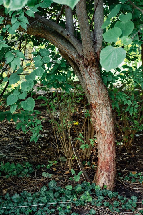 Free Tree Shrubs and Ivy in the Forest Stock Photo