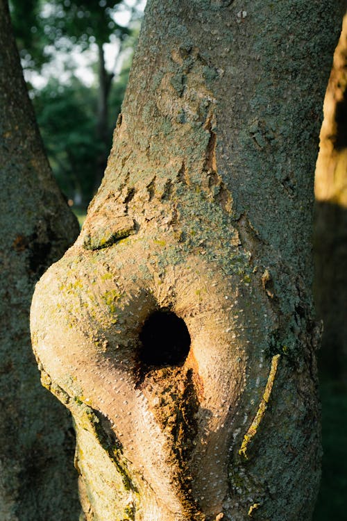 Closeup of a Tree Bark with a Hole