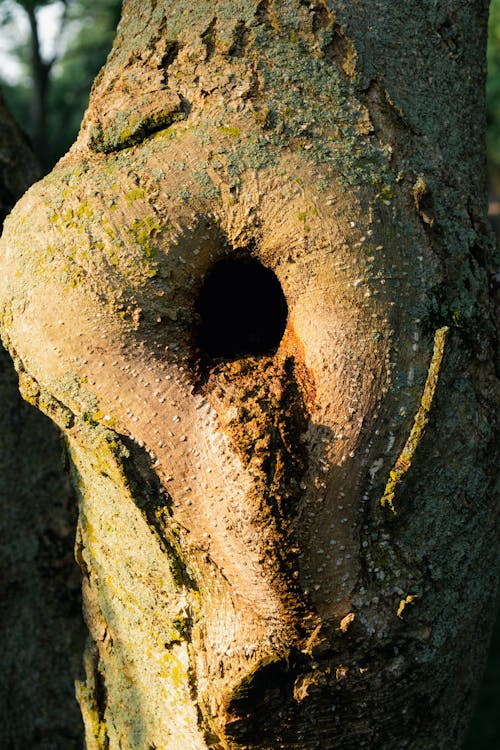 Close-up of a Hole in a Tree Trunk 