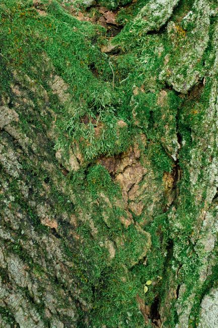 Detailed view of tree bark with lush green moss, showcasing natural textures and patterns.