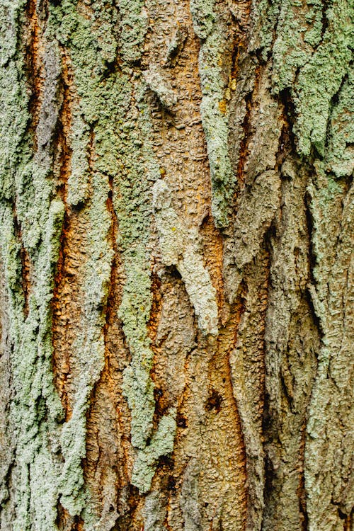 Close-up of a Tree Trunk 