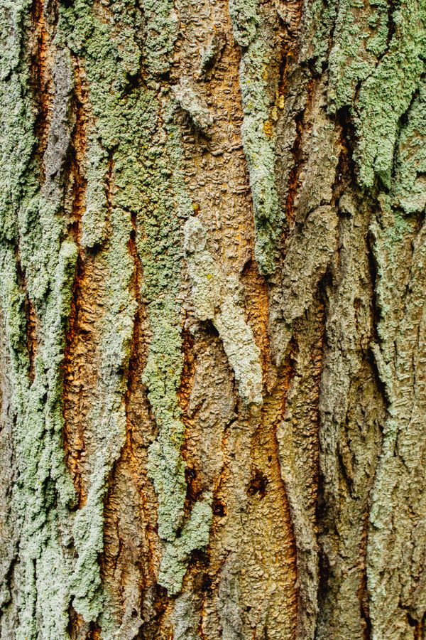 Close-up of Tree · Free Stock Photo