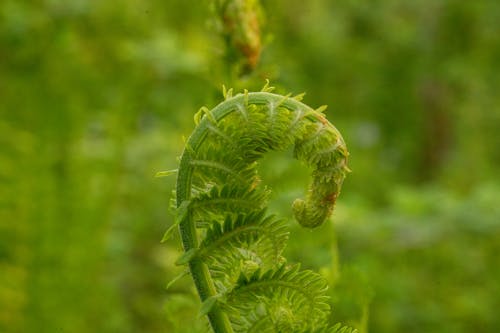 Close-up of a Fern 