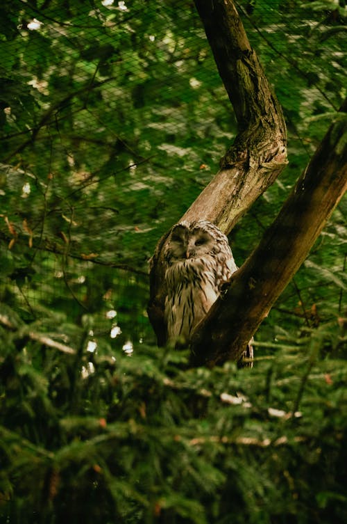 Immagine gratuita di animale, fauna selvatica, foglie