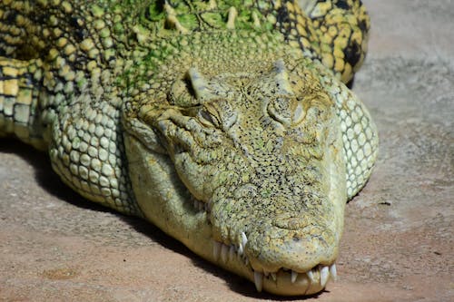 Green Lying Crocodile