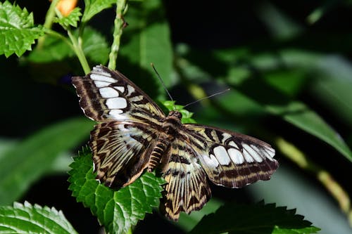 Close up of Parthenos Sylvia Butterfly