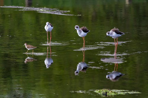 Birds Standing in Water