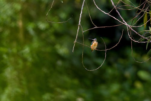 Hummingbird Perching on Branch