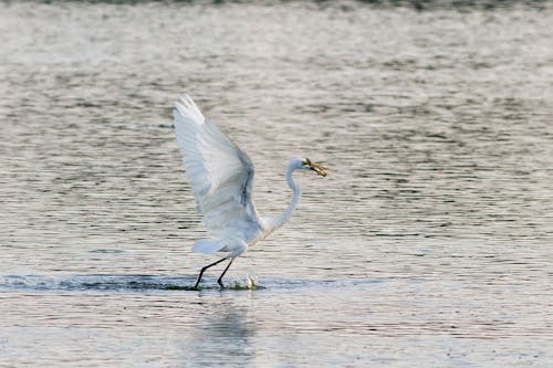 Heron Foraging on River