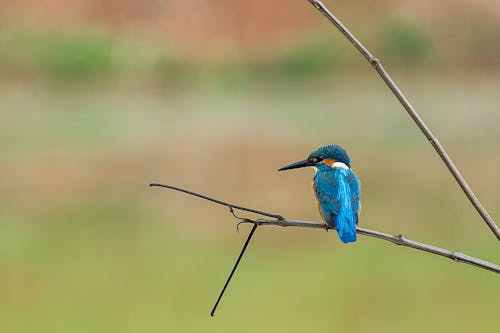 Kingfisher perching on Branch