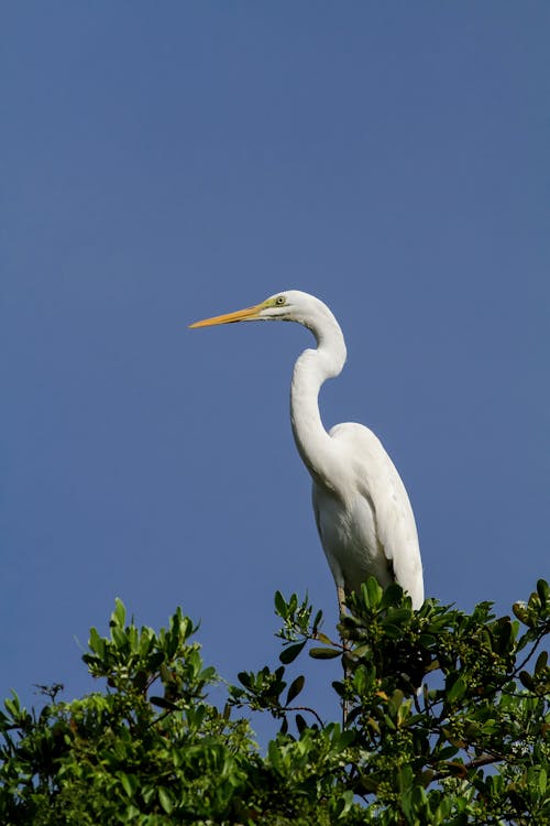 Heron Against Blue Sky