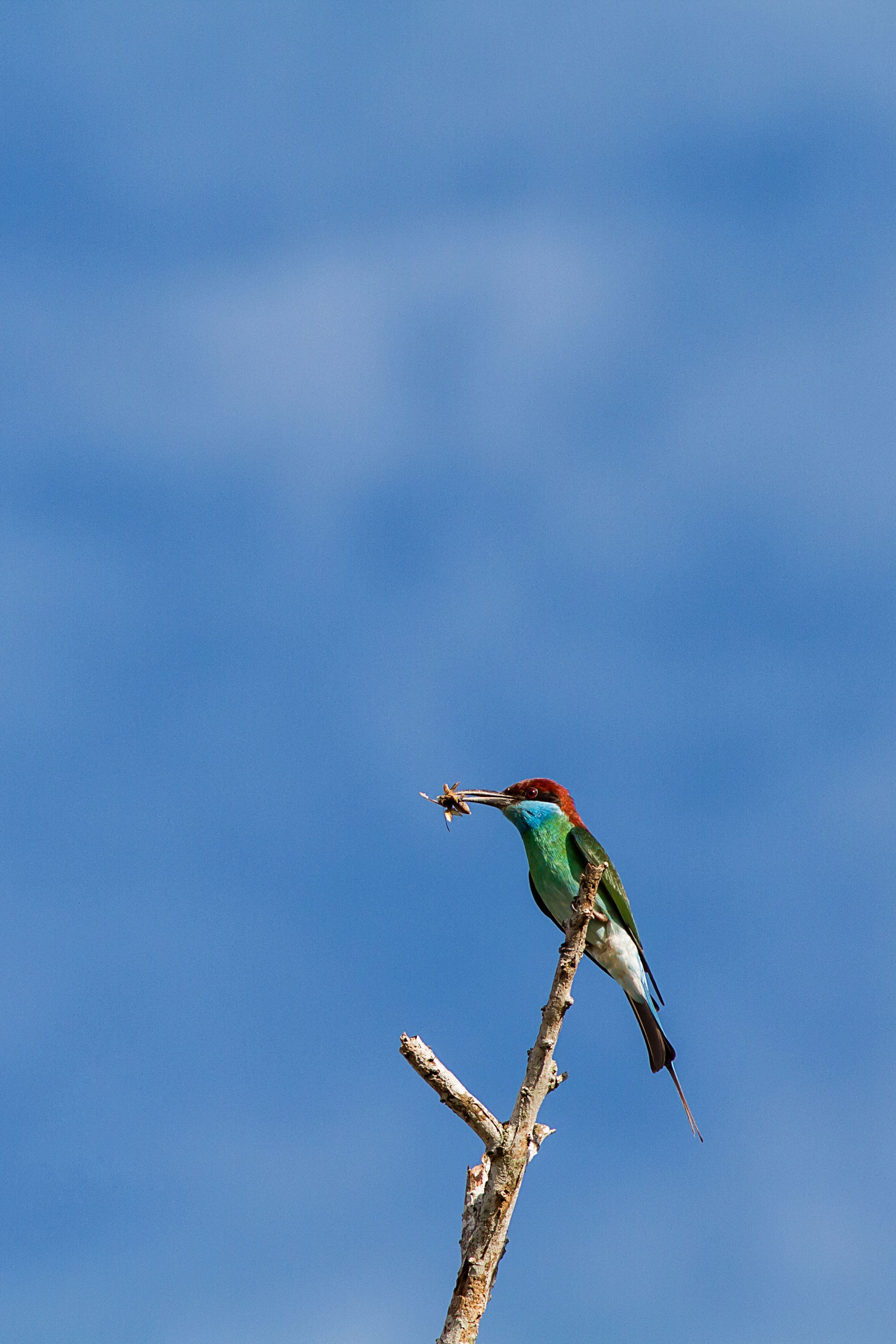 A vivid blue-throated bee-eater is perched on a branch against a bright blue sky, capturing its vibrant beauty.