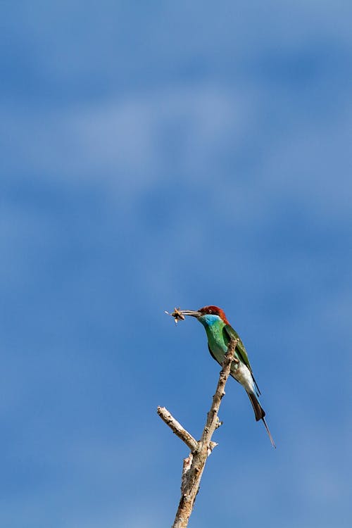 Exotic Bird Sitting on Tree against Blue Sky