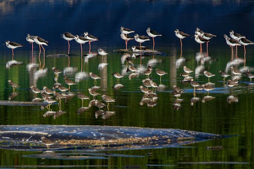 Stilts Walking in Water