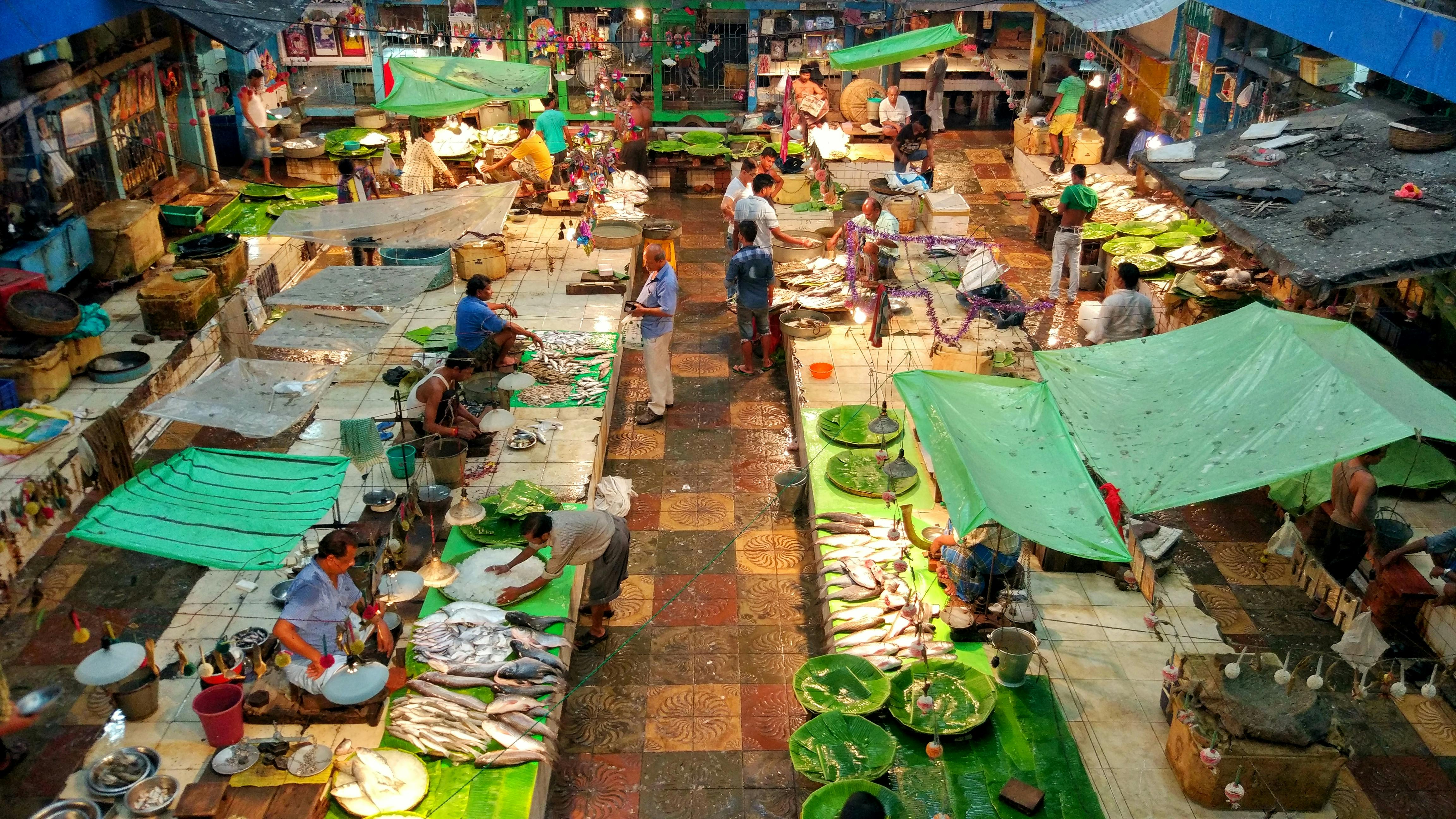 Free stock photo of colours, fish, fish market
