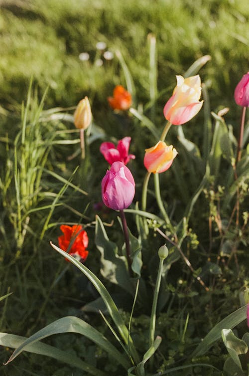 Безкоштовне стокове фото на тему «вертикальні постріл, весна, квіти»