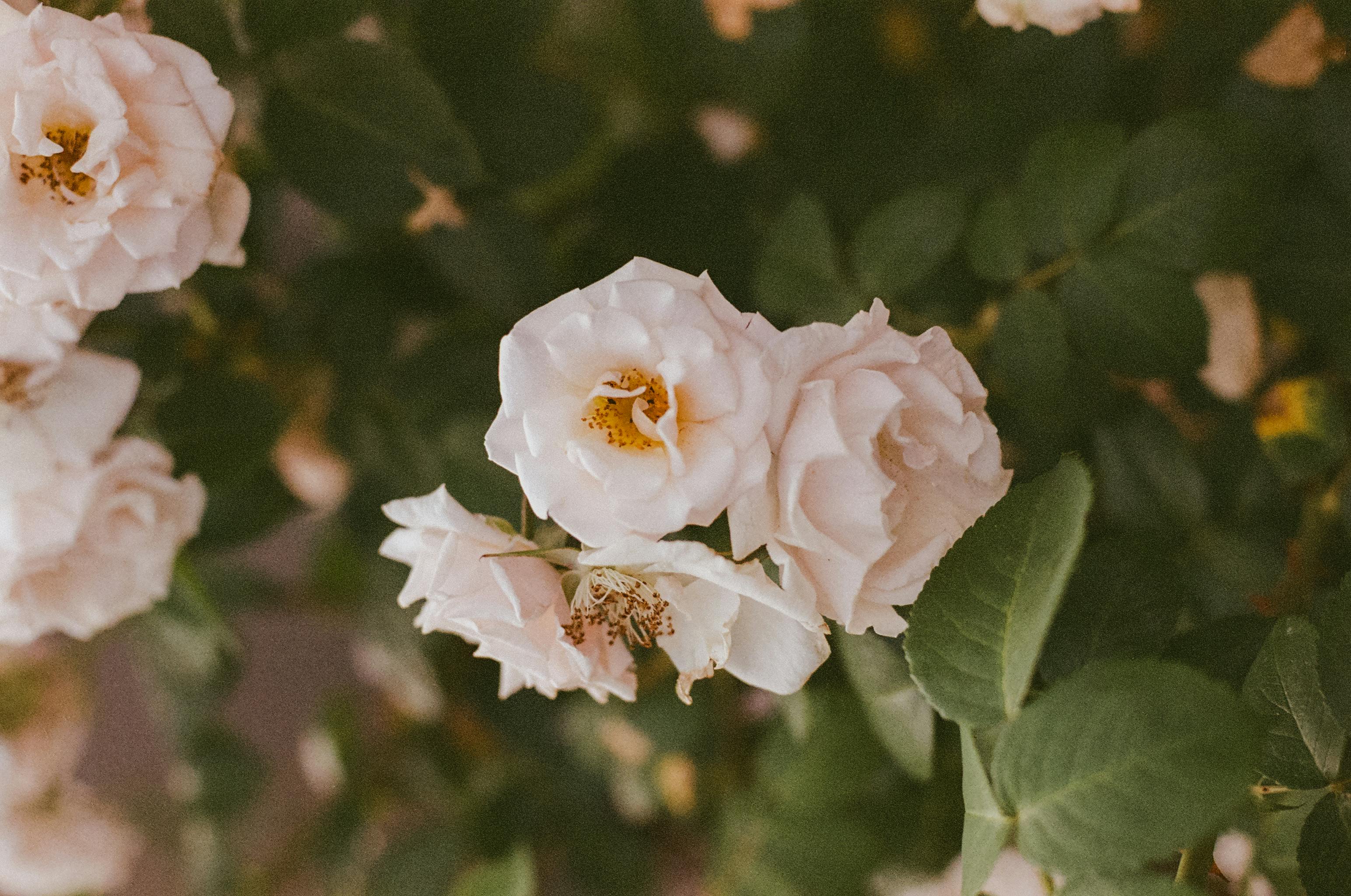 Close-up of white roses with lush green leaves, showcasing nature's delicate beauty.