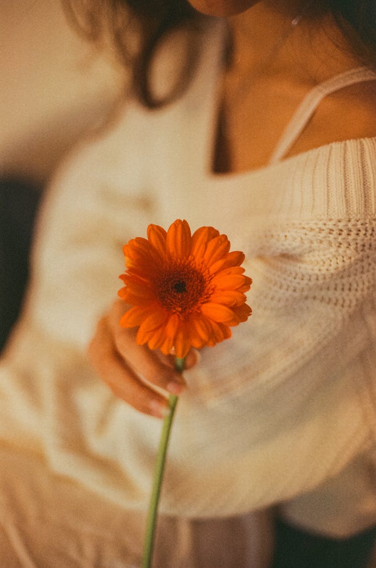 Woman Hand Holding Flower