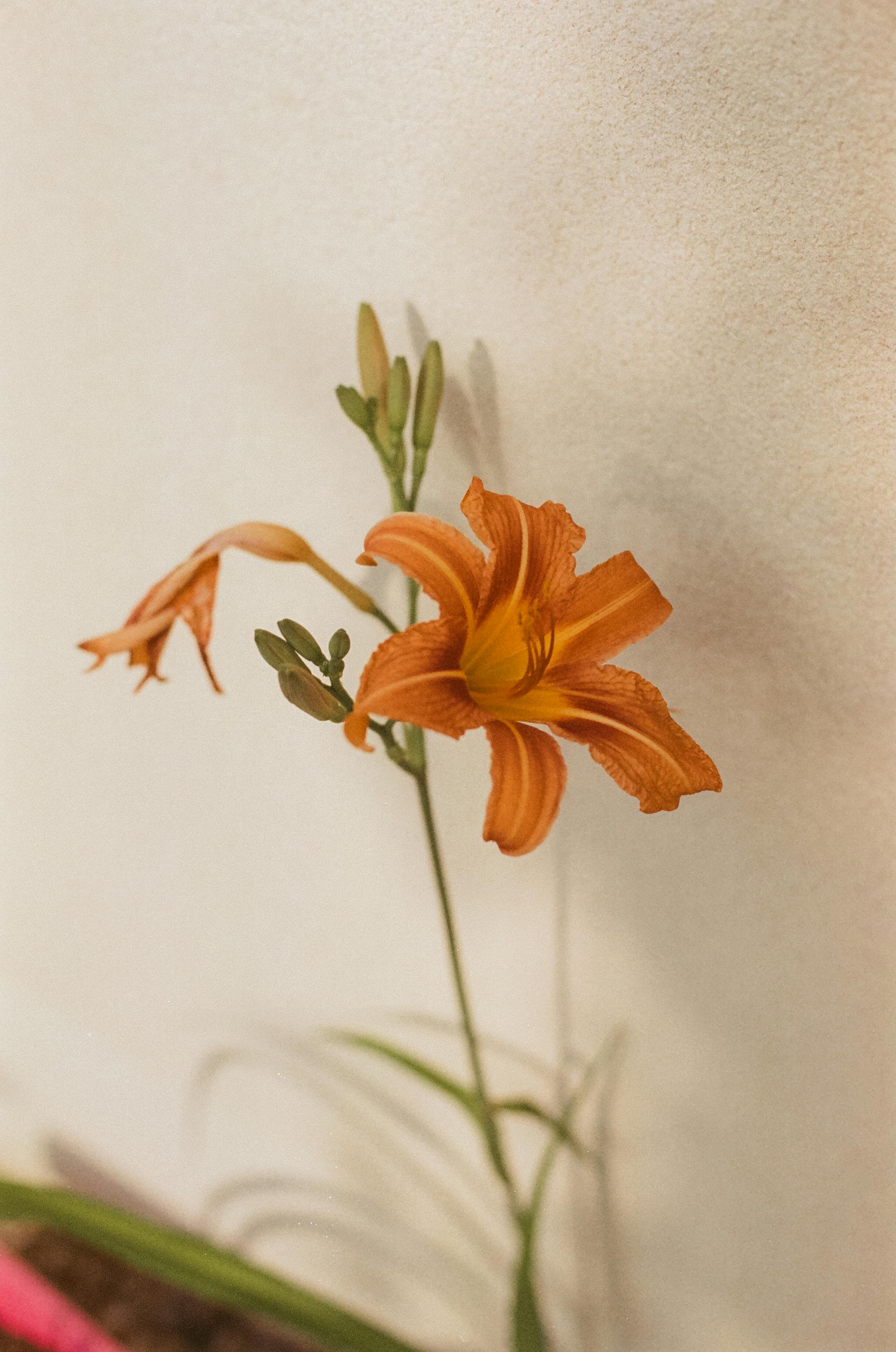 A detailed close-up of an orange daylily flower with a soft background, showcasing its vivid petals.