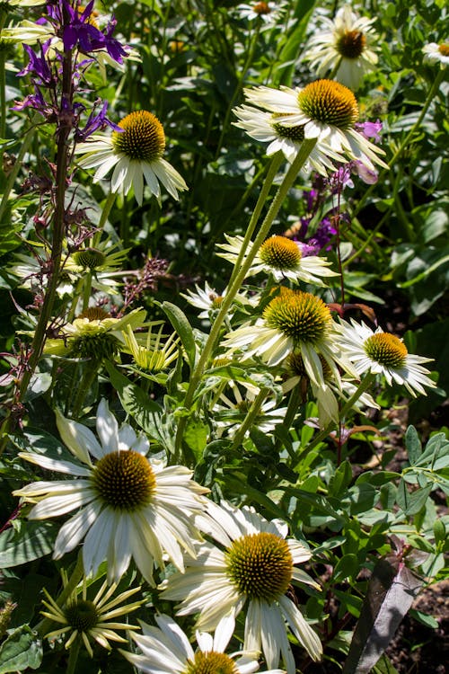 Kostnadsfri bild av äng, anläggning, blommor