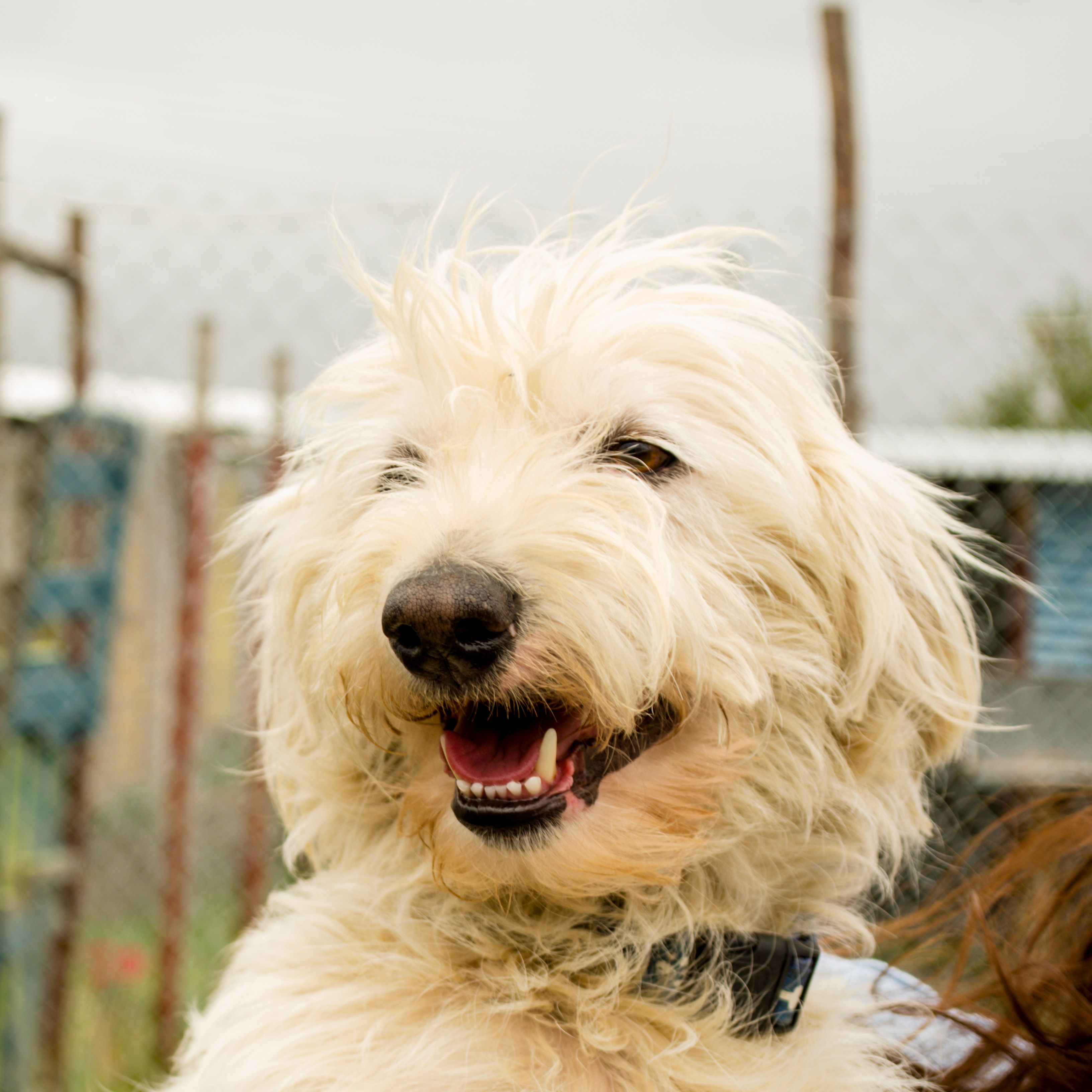 Cheerful white shaggy dog in a garden after a bath and brush