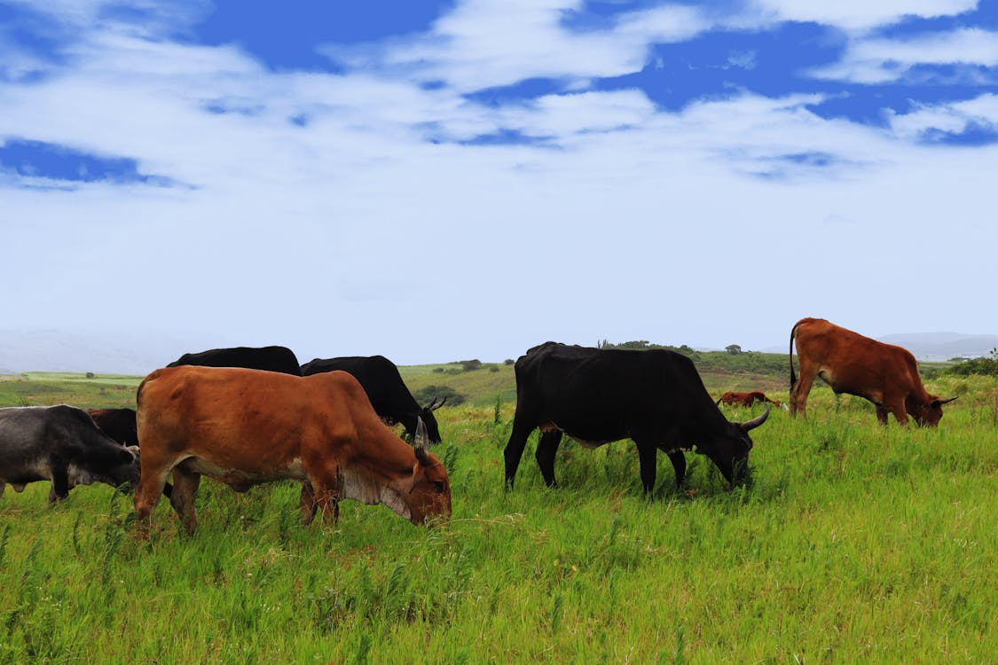 Free stock photo of cattles, clouds, cows