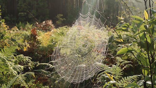 A Spiderweb in the Forest