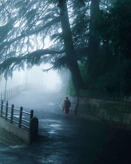 Free A misty city street with lush trees and a solitary person walking, creating a serene atmosphere. Stock Photo
