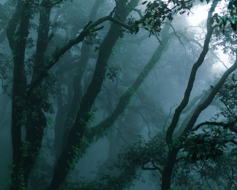 Mystical misty forest scene with dense trees and lush green leaves enveloped in fog.